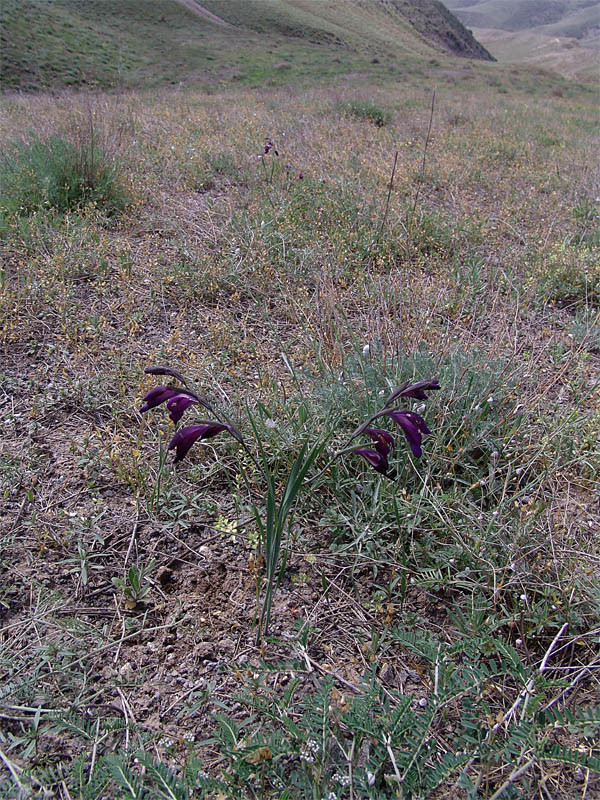 Image of Gladiolus atroviolaceus specimen.