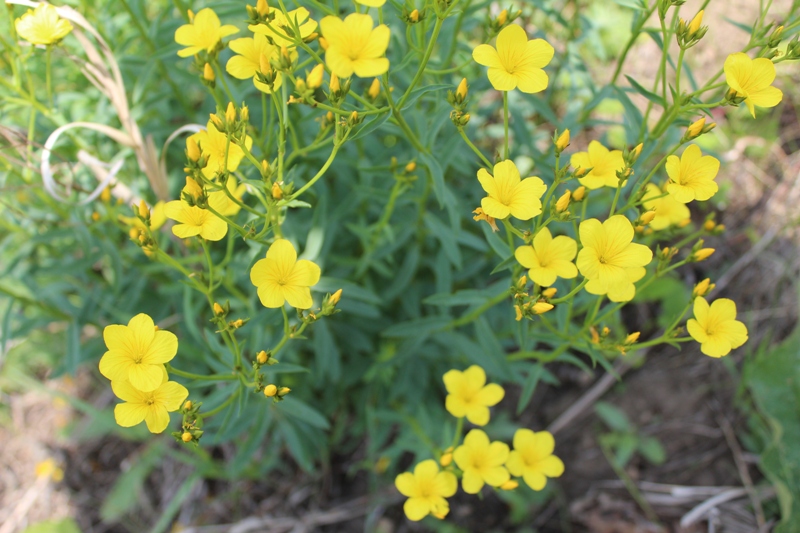 Image of Linum flavum specimen.