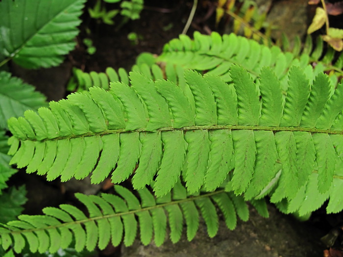 Image of Polystichum craspedosorum specimen.