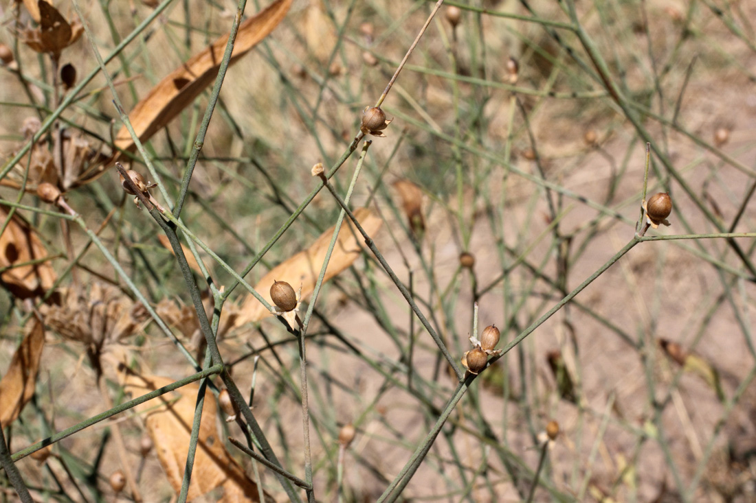 Image of Convolvulus pseudocantabrica specimen.