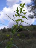 Euphorbia kaleniczenkoi