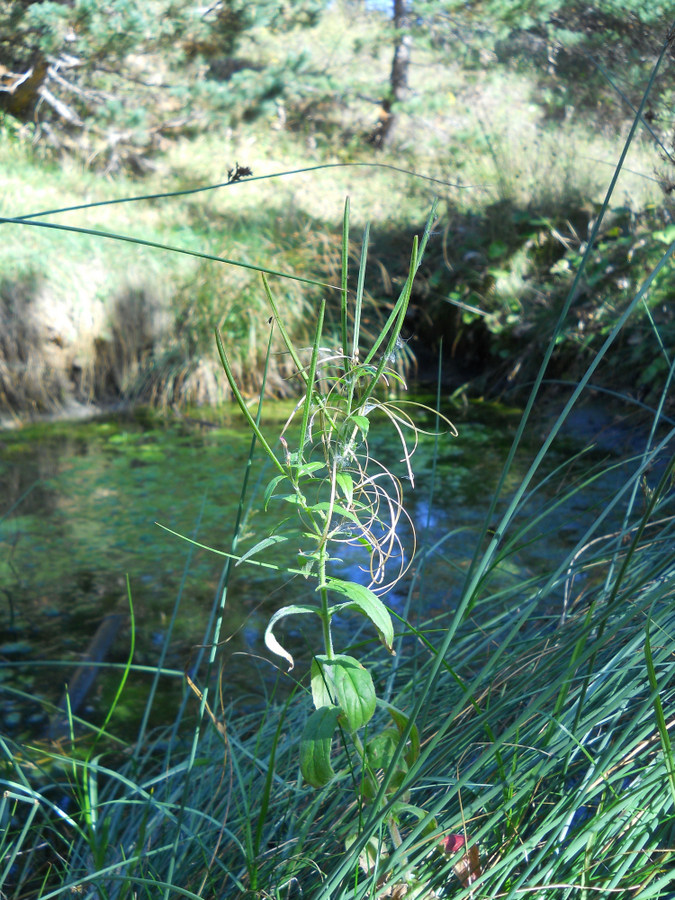 Image of genus Epilobium specimen.