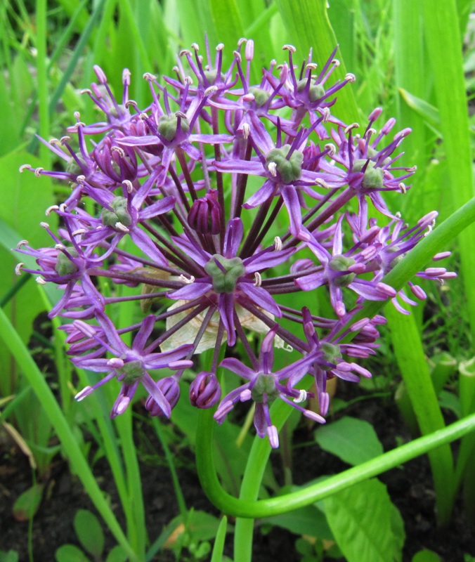 Изображение особи Allium altissimum.