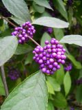 Callicarpa bodinieri. Верхушка ветви с соплодиями. Южный Берег Крыма, Никитский ботанический сад. 7 ноября 2012 г.