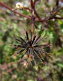 Смотреть изображение Bidens pilosa