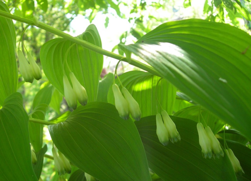 Image of Polygonatum maximowiczii specimen.