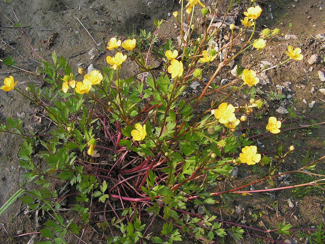 Изображение особи Ranunculus repens.