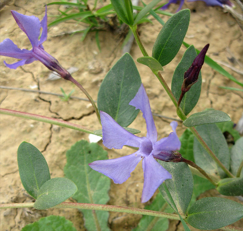 Изображение особи Vinca herbacea.