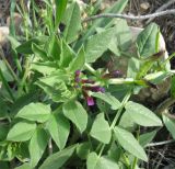 Vicia narbonensis. Верхушка цветущего и плодоносящего побега. Израиль, Северный Негев, лес Лаав. 05.03.2013.