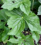 Sinopodophyllum hexandrum. Листья. Германия, г. Krefeld, Ботанический сад. 08.06.2013.