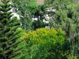 Peltophorum dubium. Крона зацветающего дерева. Израиль, Шарон, г. Герцлия, в культуре. 20.06.2013.