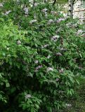 Syringa × henryi