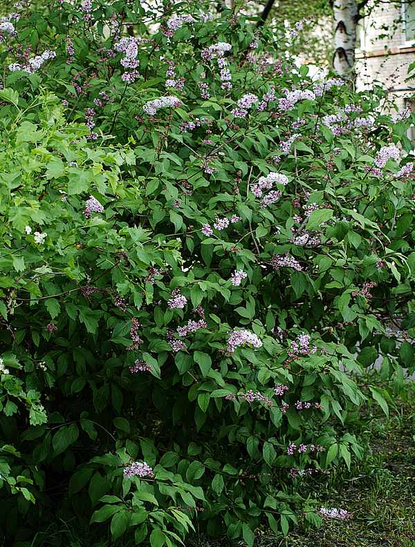 Image of Syringa &times; henryi specimen.