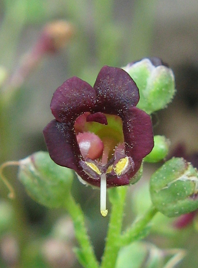 Изображение особи Scrophularia exilis.