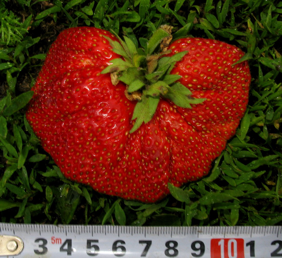 Image of Fragaria virginiana specimen.