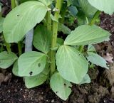 Vicia faba. Основания побегов. Германия, г. Krefeld, Ботанический сад. 10.06.2013.