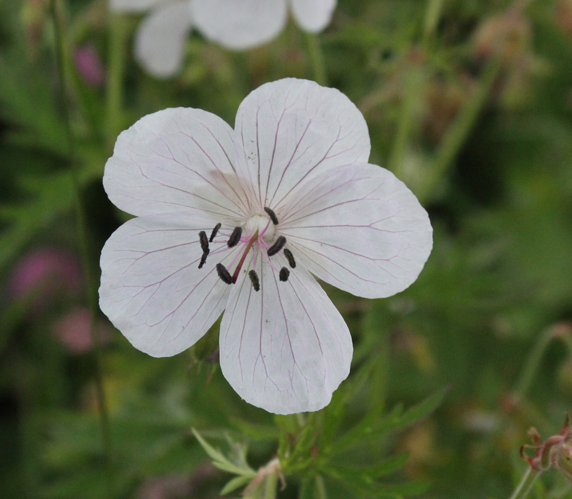 Image of Geranium kemulariae specimen.