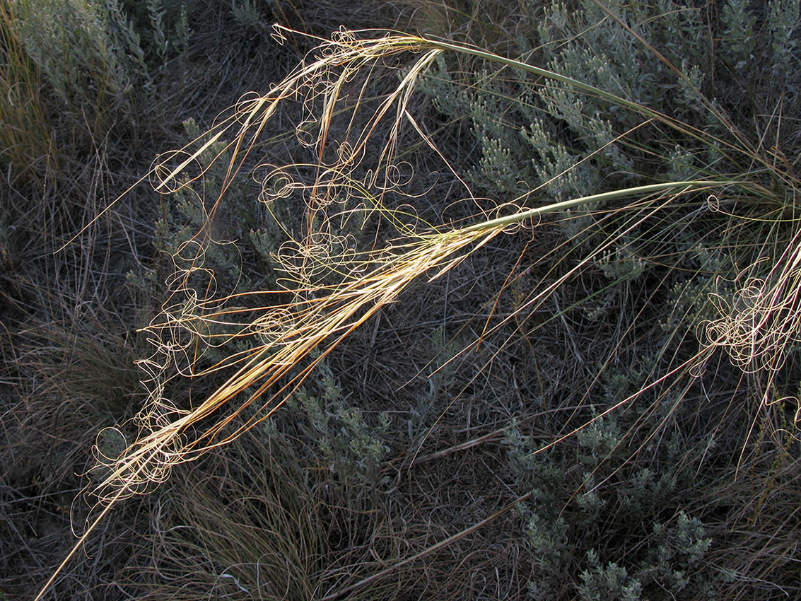 Image of Stipa capillata specimen.