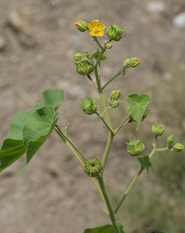 Image of Abutilon theophrasti specimen.