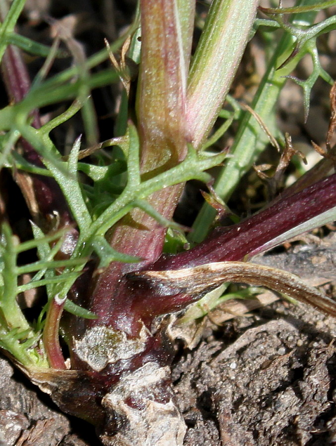 Image of Nigella damascena specimen.