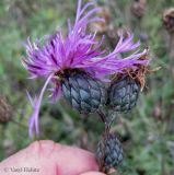 Centaurea apiculata. Верхушка побега с соцветиями-корзинками. Хмельницкая обл., Каменец-Подольский р-н, западнее с. Вербка, урочище Четыре кавалера, НПП \"Подольские Товтры\", луговая степь на склоне товтры. 24 сентября 2013 г.