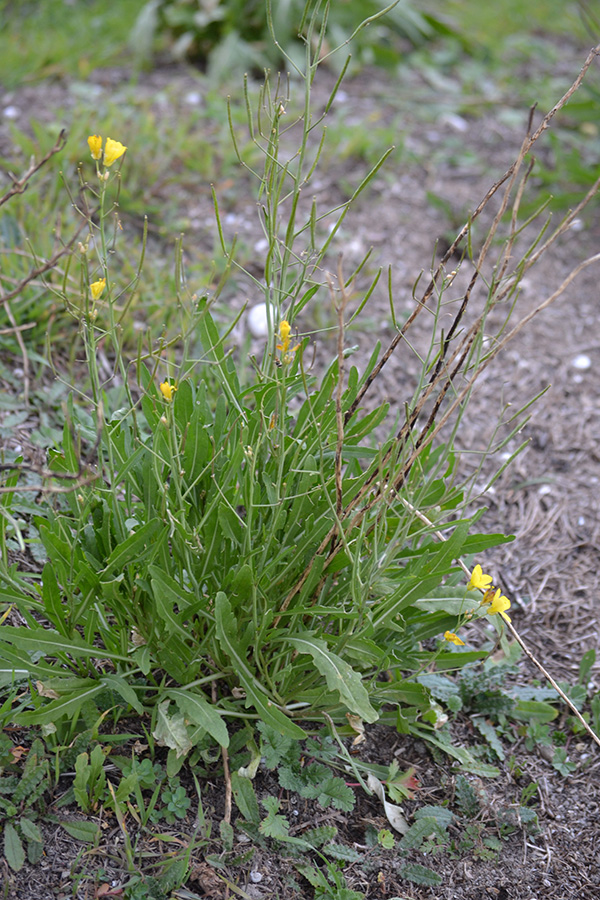 Image of Diplotaxis tenuifolia specimen.