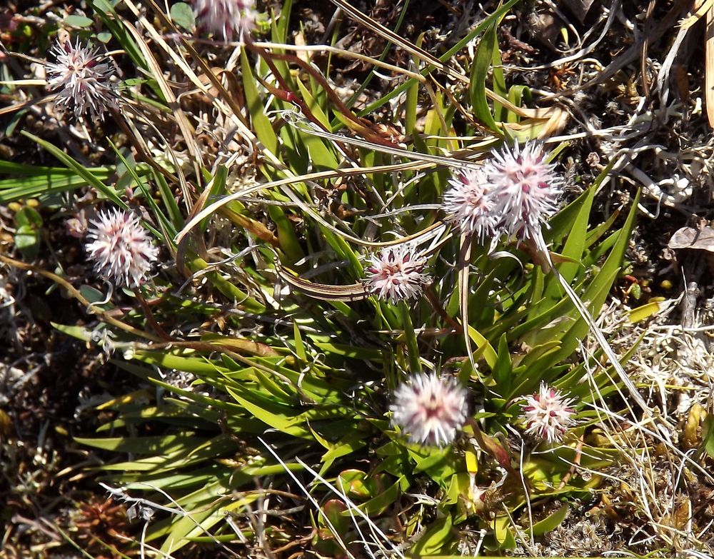 Image of Tofieldia coccinea specimen.