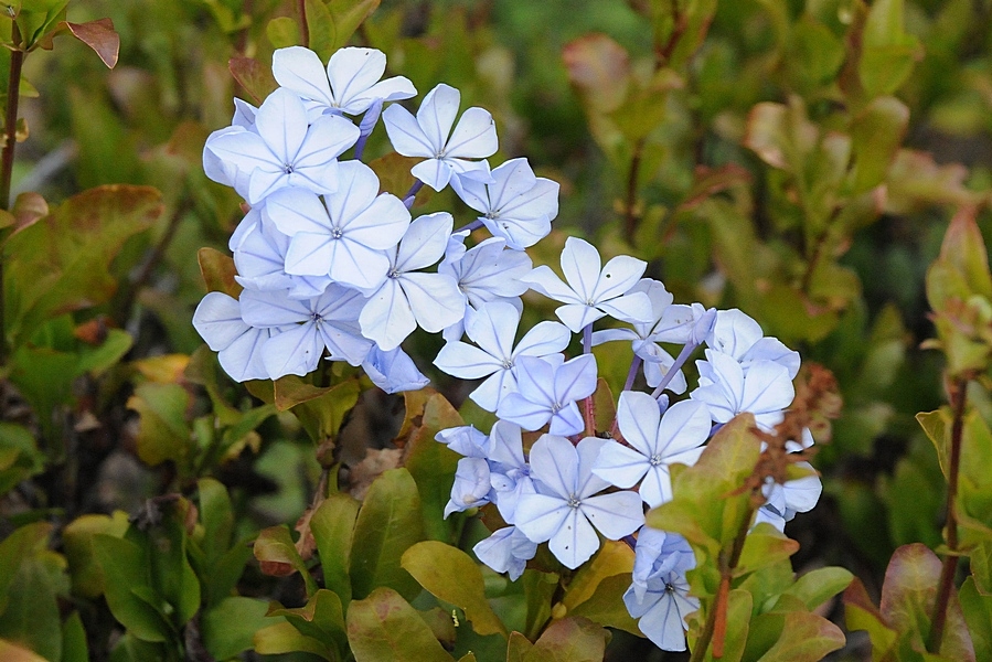 Изображение особи Plumbago auriculata.