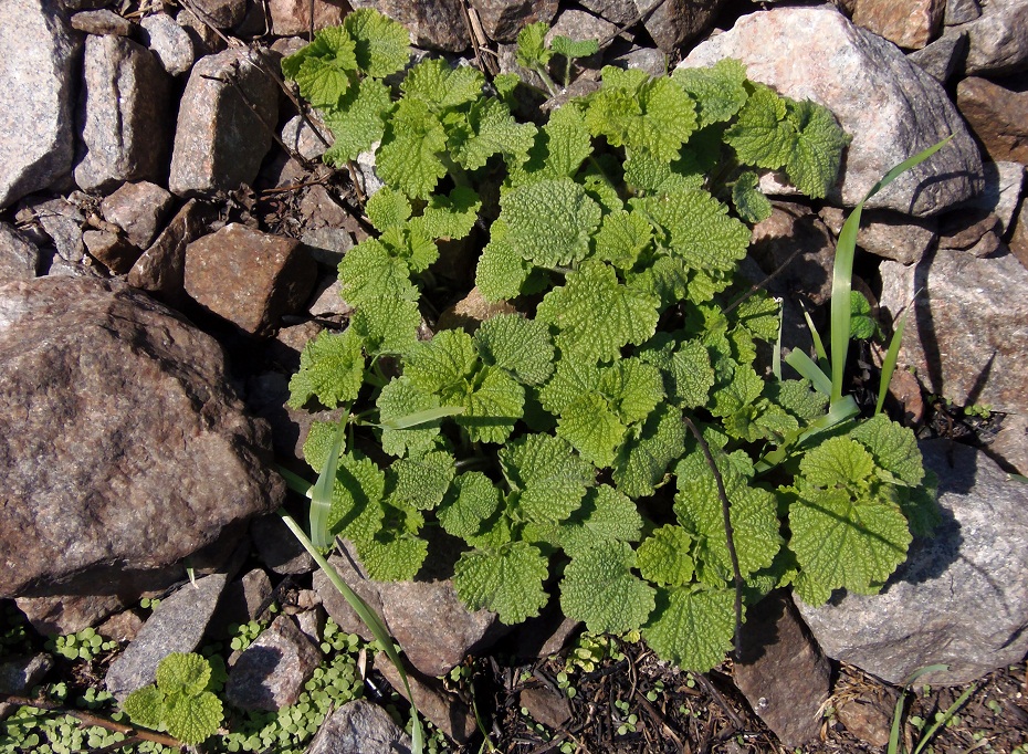 Image of Ballota nigra specimen.