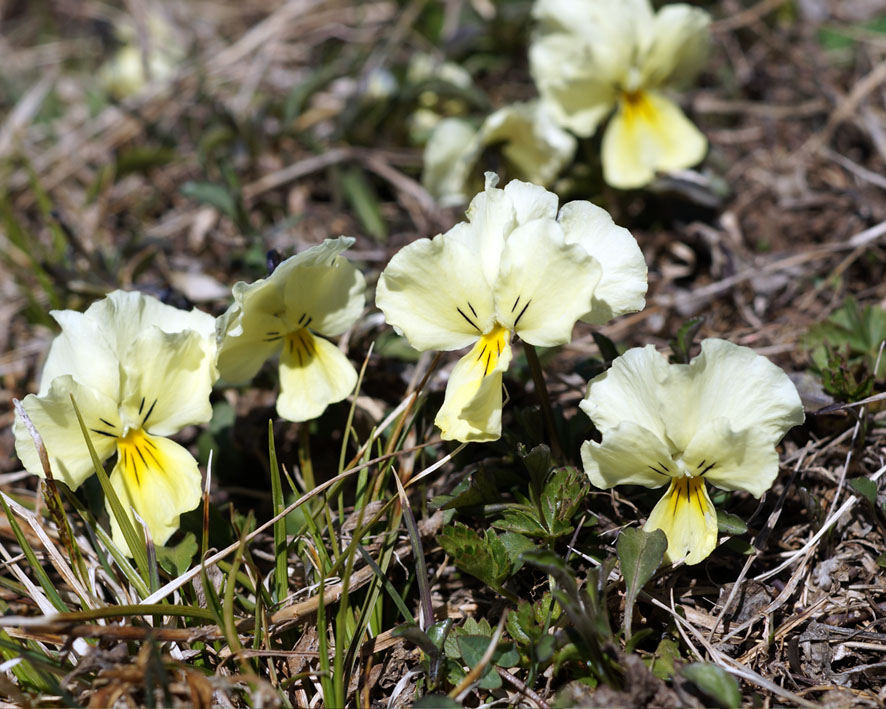 Image of Viola oreades specimen.