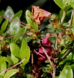 Rhododendron obtusum. Верхушка ветки с отцветшими цветками. Германия, г. Дюссельдорф, Ботанический сад университета. 04.05.2014.