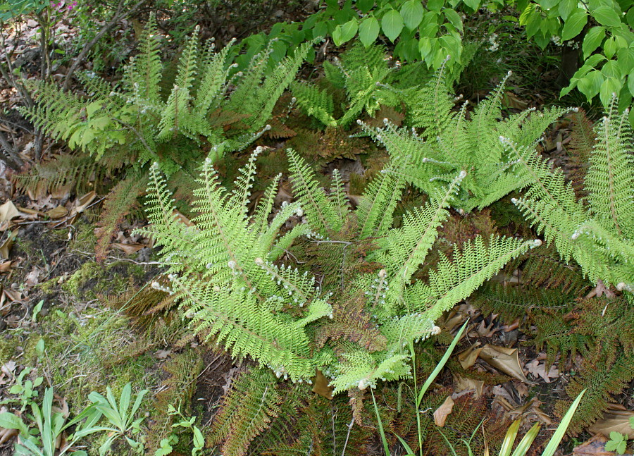 Image of Polystichum setiferum specimen.