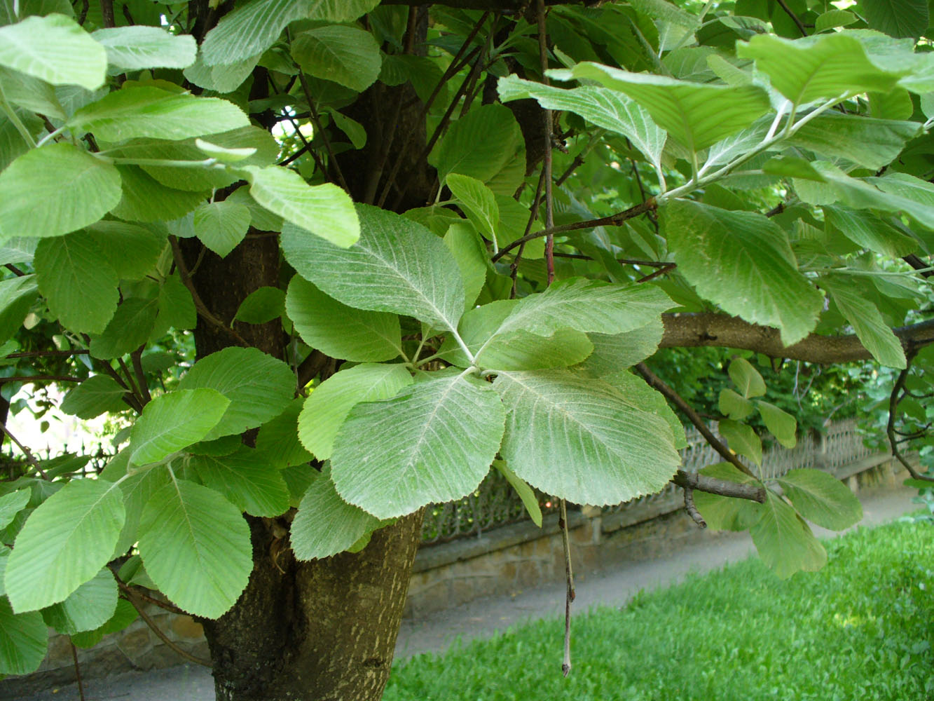 Image of genus Sorbus specimen.