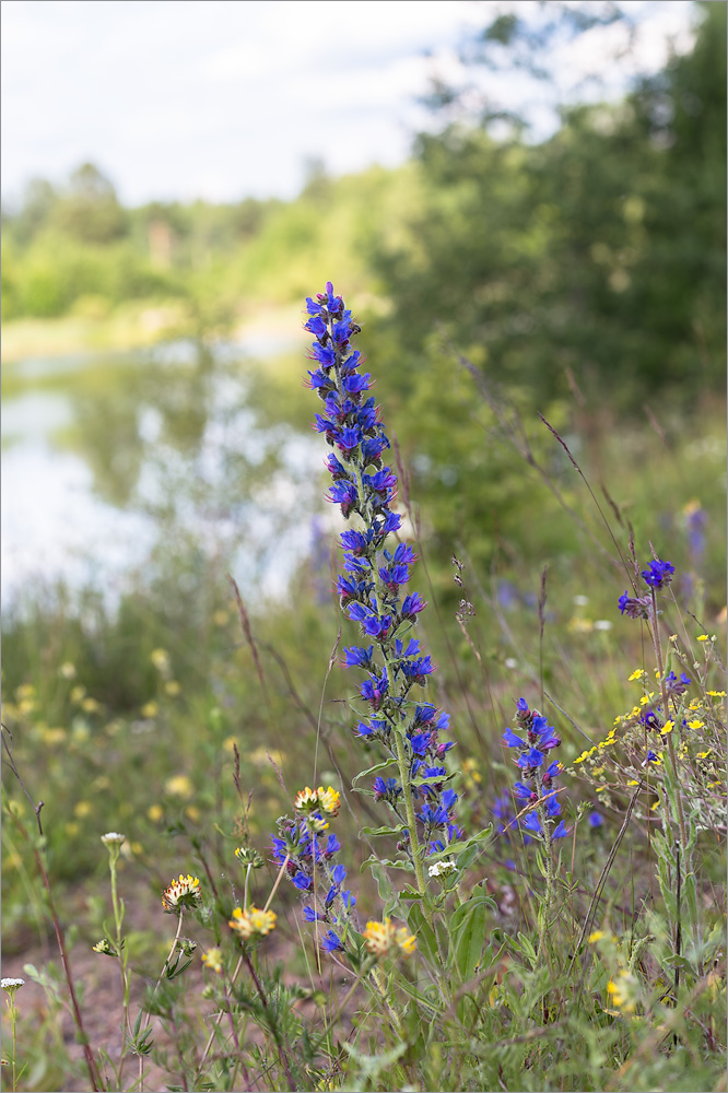 Изображение особи Echium vulgare.