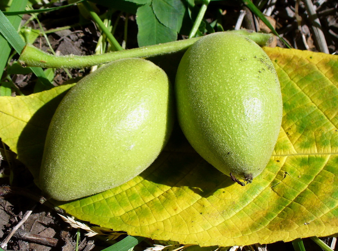 Image of Juglans mandshurica specimen.