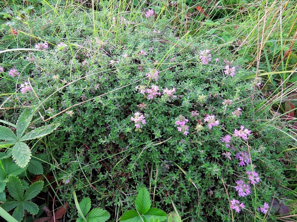 Изображение особи Thymus jenisseensis.