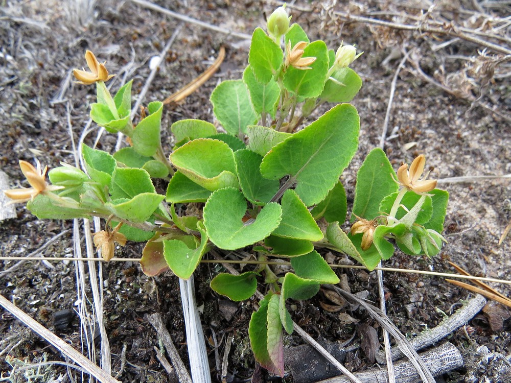 Image of Viola rupestris specimen.