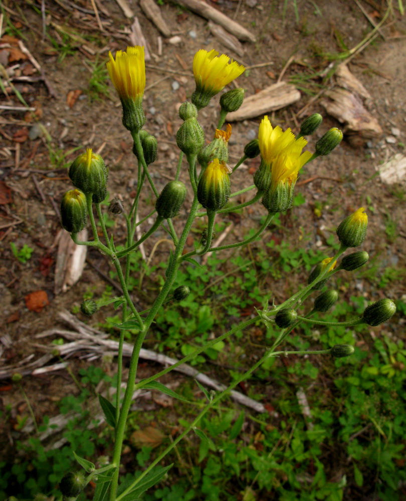 Изображение особи Hieracium veresczaginii.