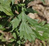 Artemisia vulgaris