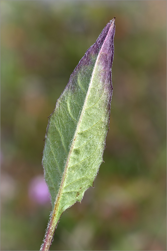 Image of Saussurea alpina specimen.