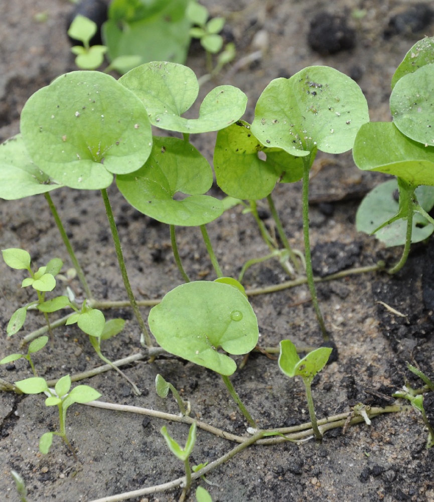 Image of familia Convolvulaceae specimen.