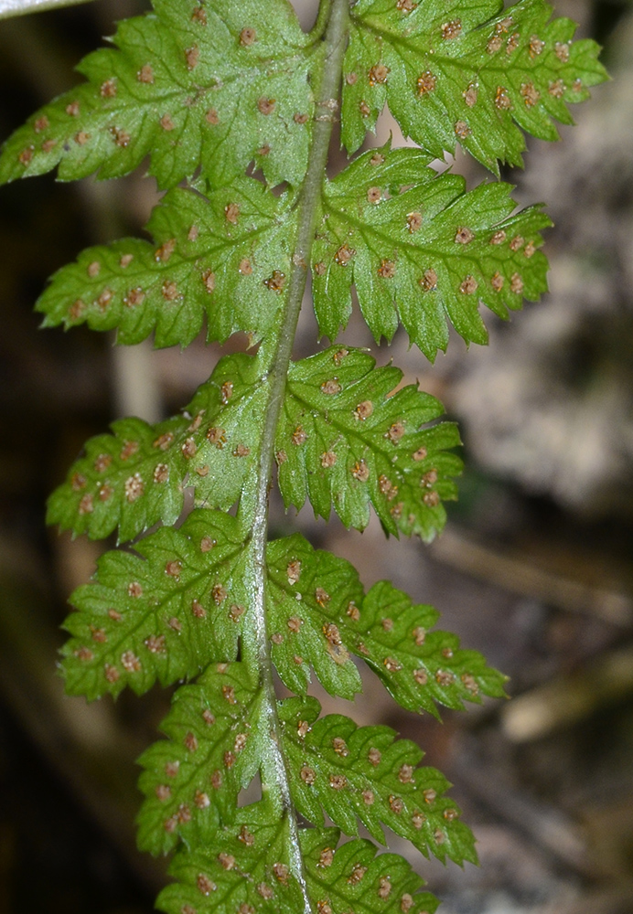 Image of Dryopteris carthusiana specimen.