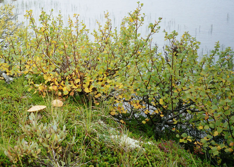 Image of genus Betula specimen.