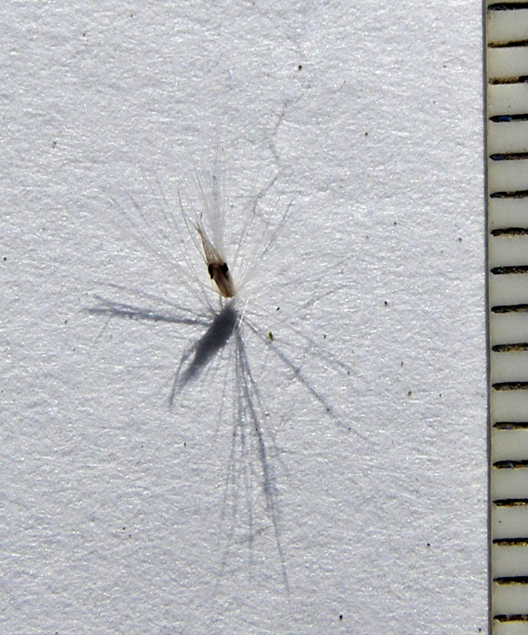 Image of Calamagrostis epigeios specimen.