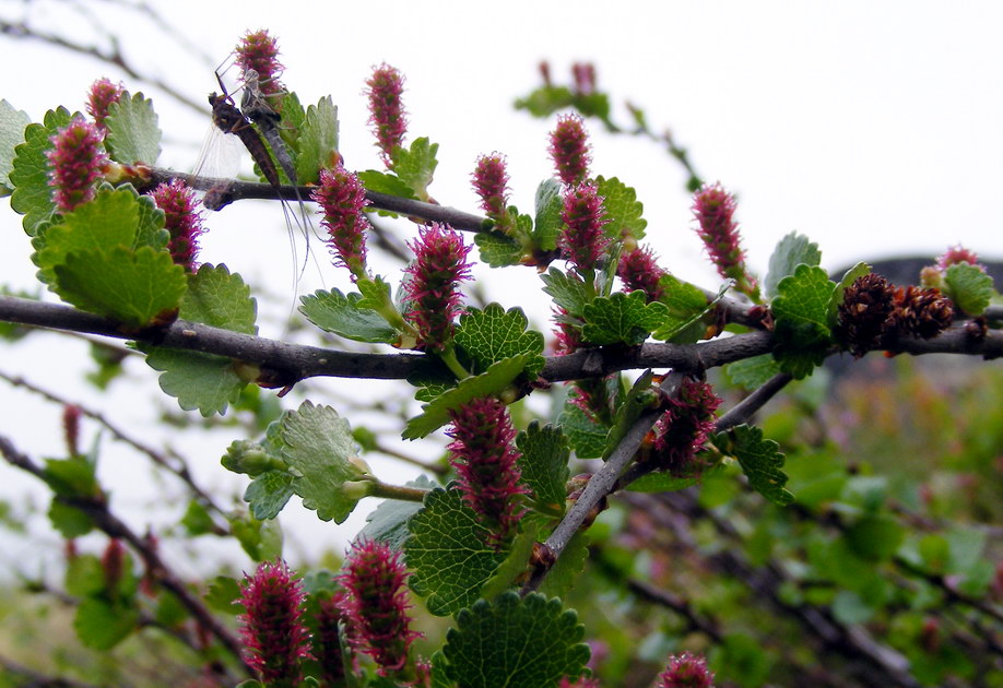 Image of Betula nana specimen.