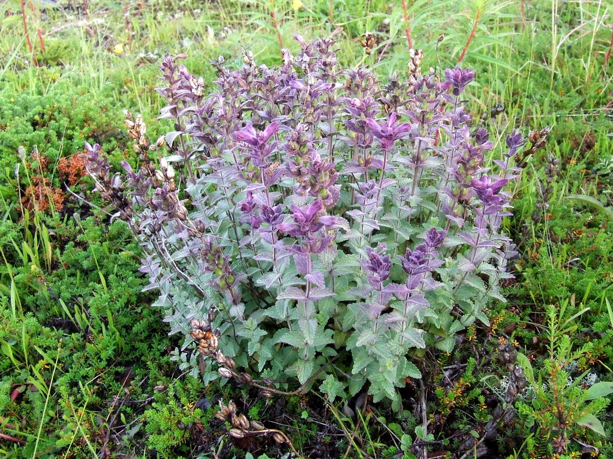 Image of Bartsia alpina specimen.