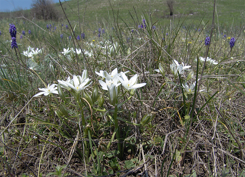 Image of Ornithogalum navaschinii specimen.