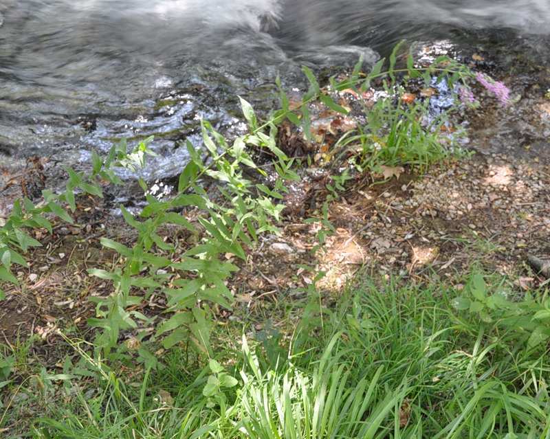 Image of Lythrum tomentosum specimen.