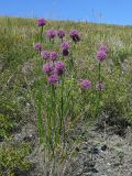 Смотреть изображение Allium montanostepposum