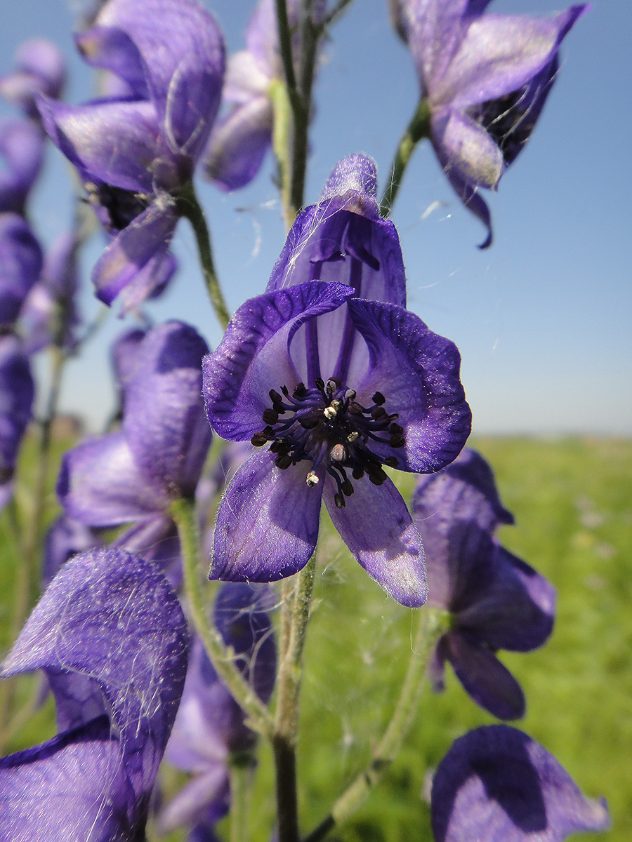 Image of Aconitum baicalense specimen.